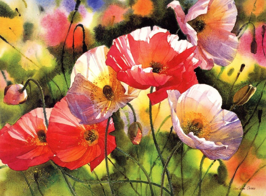 Iceland Poppies/S.Orinko