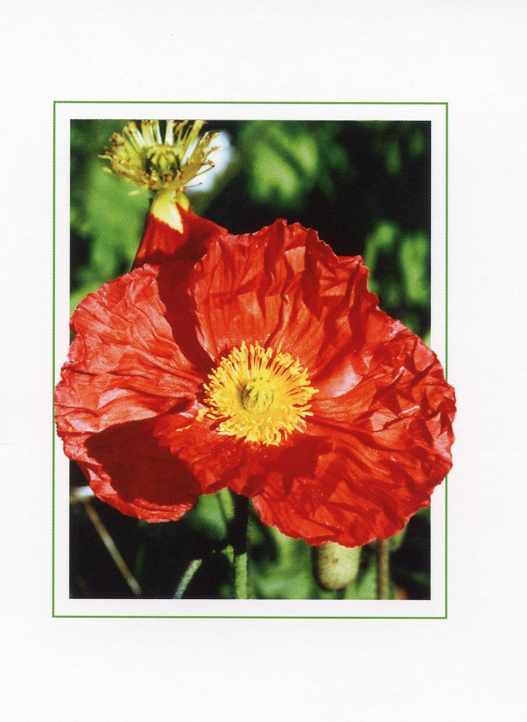 BLANK/ Scarlet Poppy S3 / Mary Pinfold